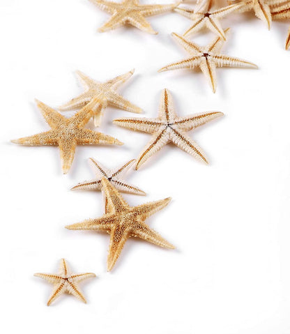 100 Pcs Small Starfish Star Sea Shell Beach for Craft 0.4"-1"