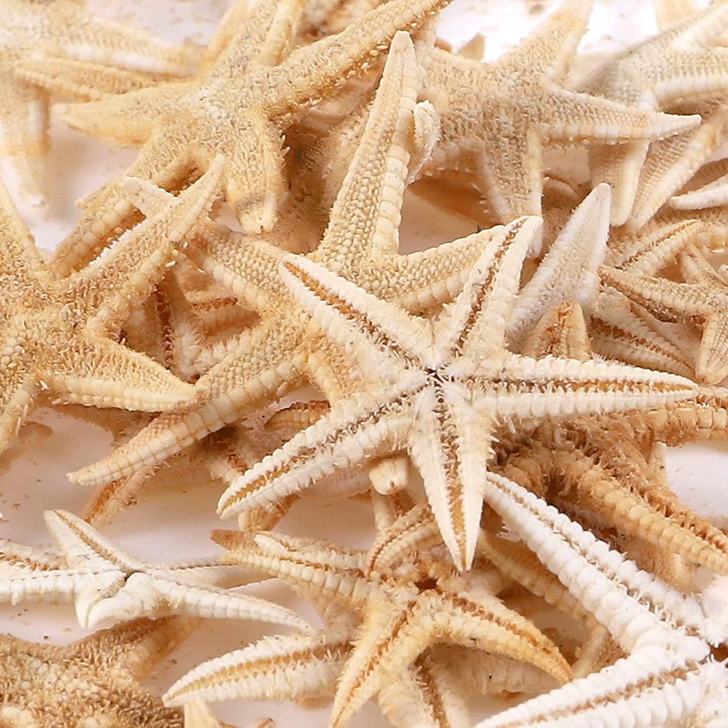 100 Pcs Small Starfish Star Sea Shell Beach for Craft 0.4"-1"