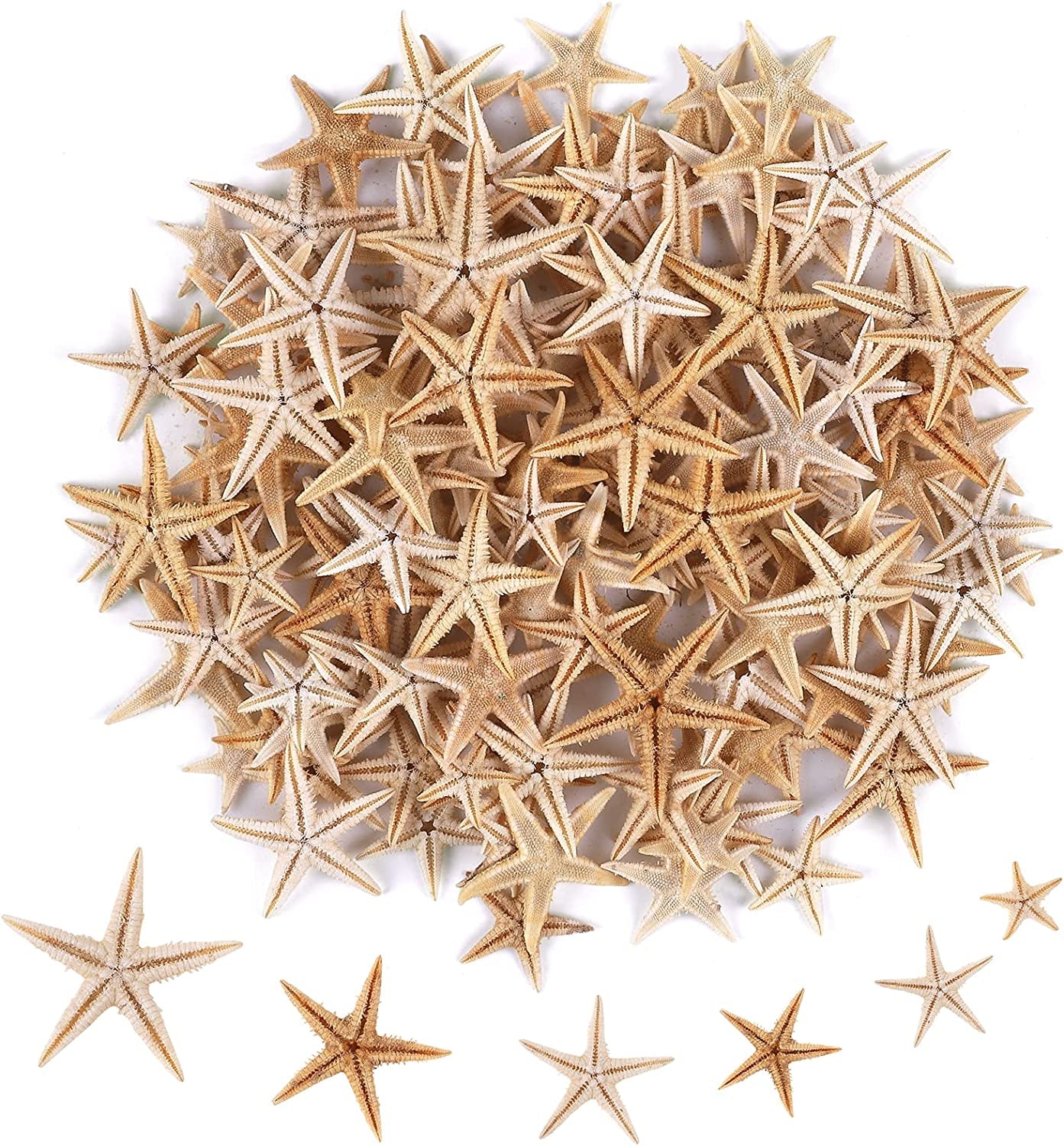 100 Pcs Small Starfish Star Sea Shell Beach for Craft 0.4"-1"