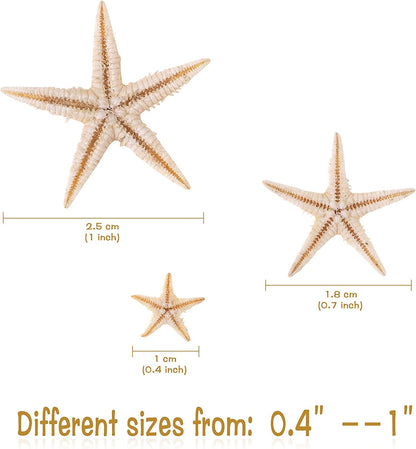 100 Pcs Small Starfish Star Sea Shell Beach for Craft 0.4"-1"