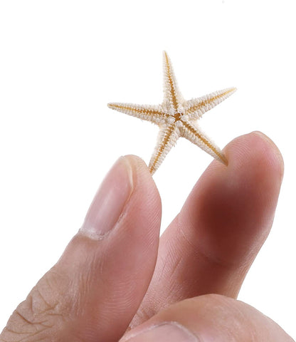 100 Pcs Small Starfish Star Sea Shell Beach for Craft 0.4"-1"